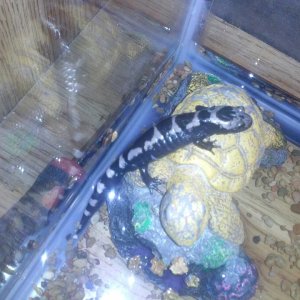 Pet