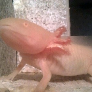 Hes a bad a$$