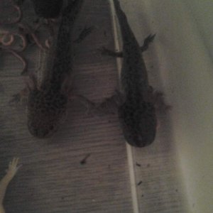 Wild Type