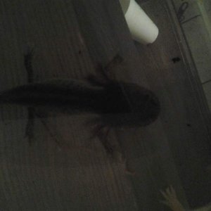 Begging for food :)