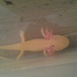 golden albino