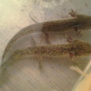 2 wild type