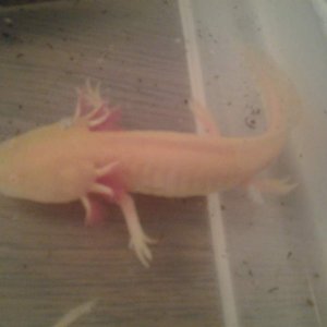 Golden Albino