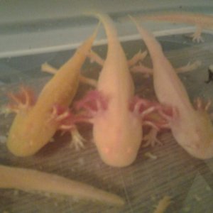 Golden albino GFP (no longer available), & 2 golden albino