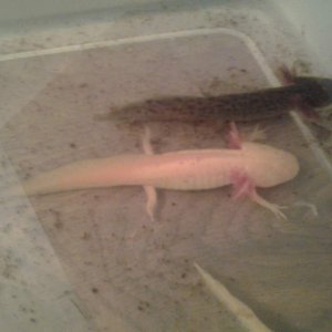 Golden Albino & Wild Type