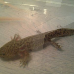 Wild Type