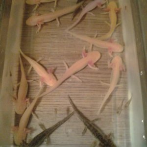 Time for a water change  :)  
The 3 gfp and leucistic in the back aren't available anymore.