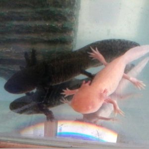 Raven and Darwin chillin' out. Check out that Rainbow action there, Ha.