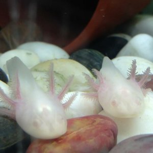 image 8[1]