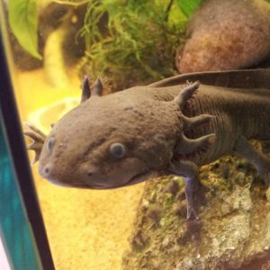 Toothless says hi :-)