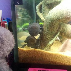 Greebo and Toothless 'kissing'