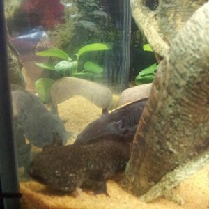 Greebo and Toothless2