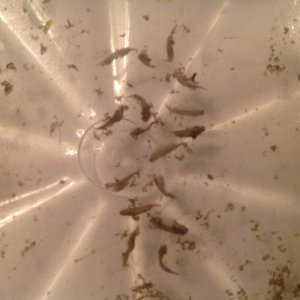 I believe these are 15 dead little larvae :-(