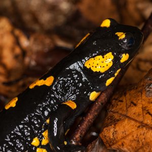 Salamandra salamandra female