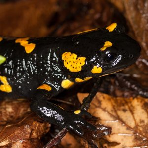 Salamandra salamandra