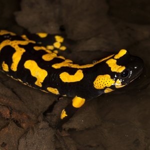 Salamandra salamandra, female in the forest creek giving birth to larvae.