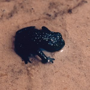 Oreophrynella quelchii sitting in a swallow pond. We frequently found the frogs in the water but never swimming.