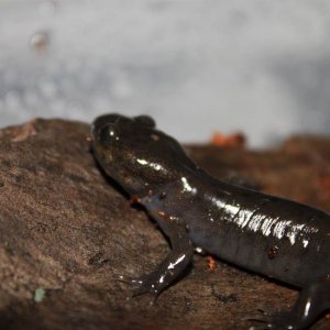 Close up on the side of my northwestern salamander