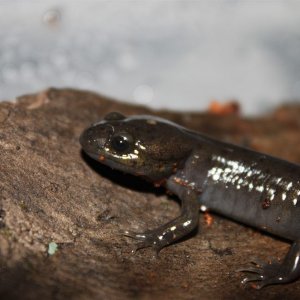 Northwestern salamander close up
