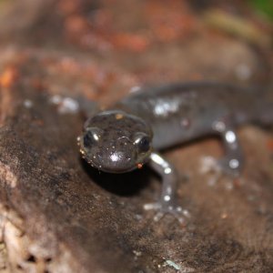 close up head on with my northwestern salamander