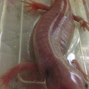 My morphed axolotl, Mustang!