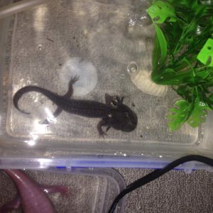 Charlie, trying to feed a fridges axolotl is not easy!