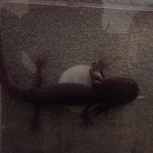 Gills are growing back!