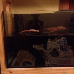 Mustangs new set up- NOT COMPLETE!