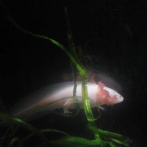 swimming Lottie