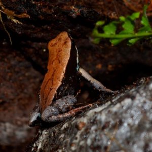 Brown Leaf Mantella
Nomenclature: Mantella betsileo
IUCN Red List: Least Concern
Country of Origin: Western to Central Madagascar.


© 2013 (These are
