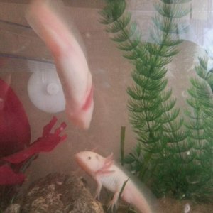 Pinky and the brain