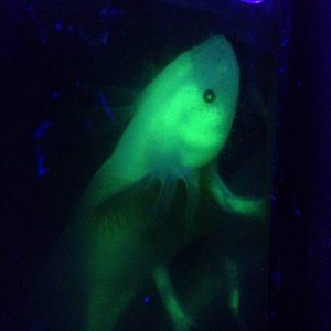 green flourescent protein
