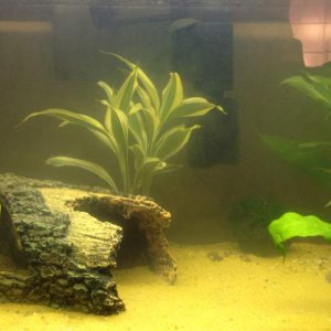 My tank