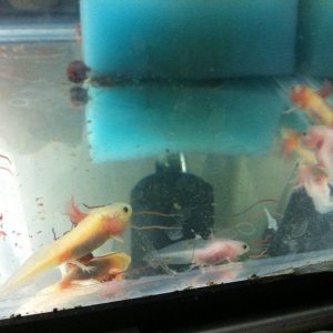 This is a mixture of GFP luecist, regular leucistic and one albino.