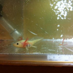 Munchkin. A gfp leucistic compactolotl we believe.