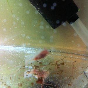 Quasi. Another special.