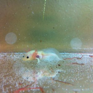 Moto. 'Special' adoption.