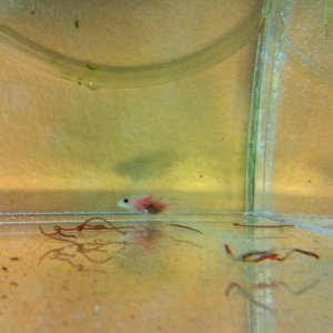 Sprinkles. He's a 'special' adoptions.