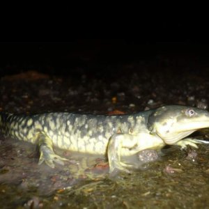 Ambystoma velasci in Meza Montoro, Aguascalientes.