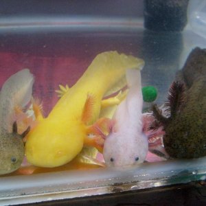 Haku, Ziggy, Hephaestion and Dickie all in a row, many moons ago