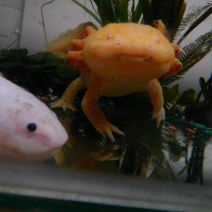 Ziggy and Hephaestion