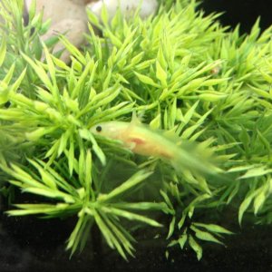 Little Macaroni or Mac for short