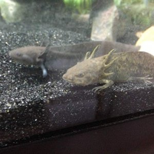 Angelo and Toothless