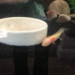 learning to eat out of bowl