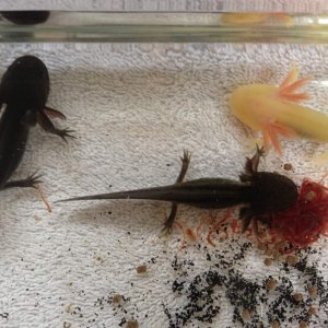 Tomaki, Toothless and Angelo