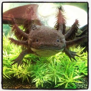 Toothless....always ready for a picture!