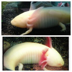 Tomaki- pale gills and normal