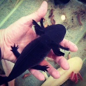 Big old Toothless.....she is under water in this pic