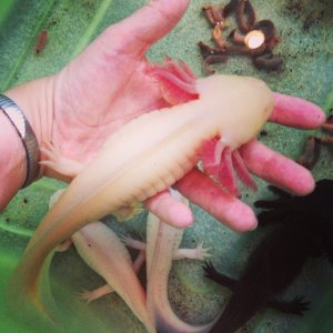 Tomaki- under water as well