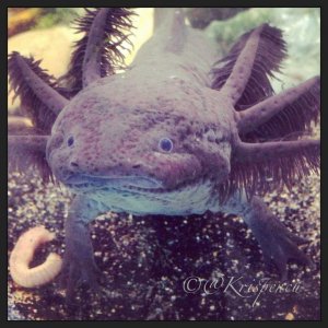 Toothless....again! :)